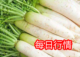 2020年9月3日白萝卜行情