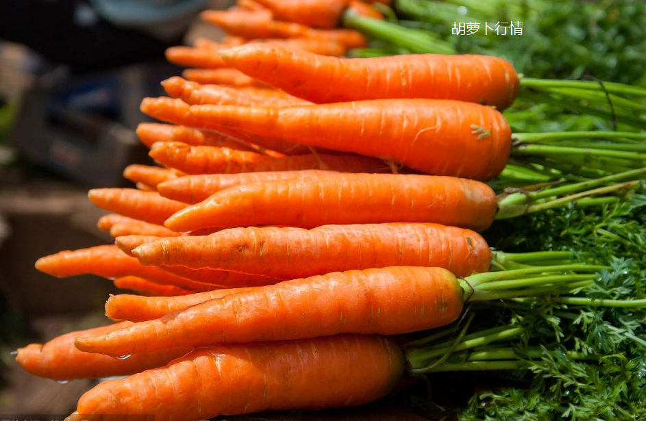 2020年9月7日胡萝卜行情