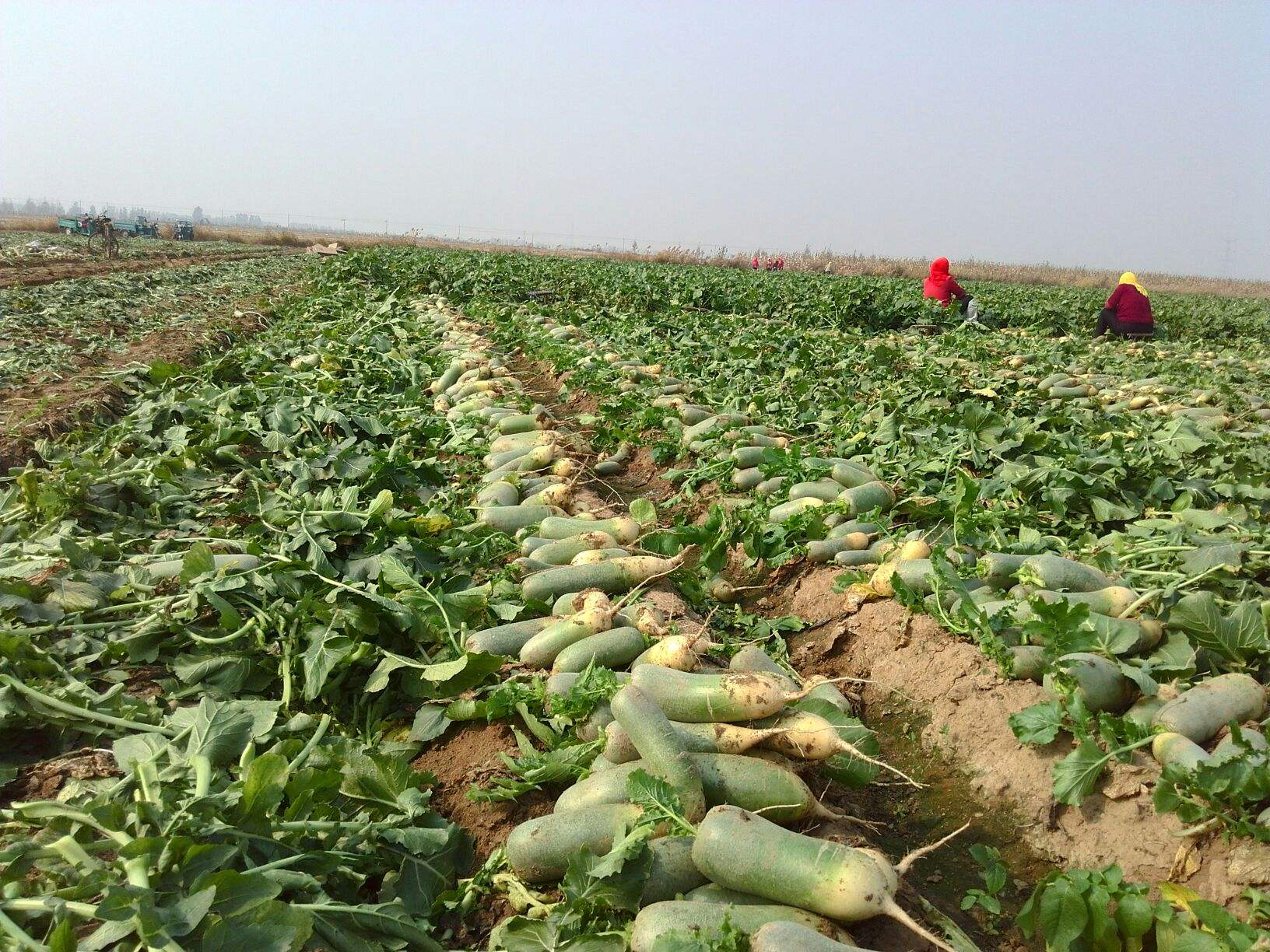 萝卜病虫害防治