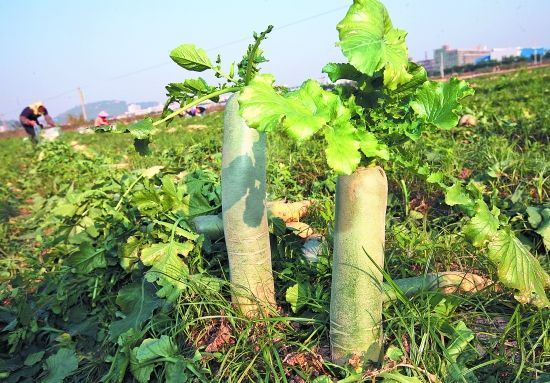 萝卜种植技术